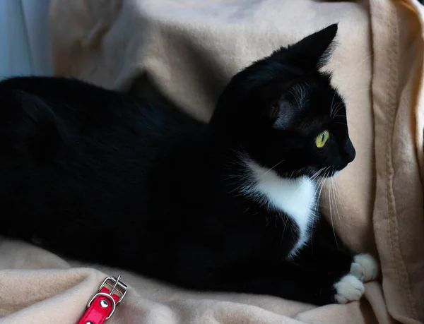 El gato negro con los ojos amarillos yace en un animal sofa.domestic —  Fotos de Stock