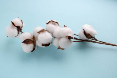 Mavi arka planda güzel beyaz pamuk çiçekleri