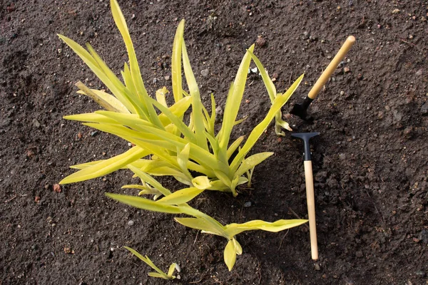 Små Trädgårdsredskap Spade Och Kratta För Att Hand Växter Ligger — Stockfoto