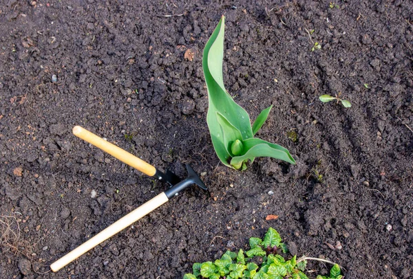 Small Gardening Tools Shovel Rake Caring Plants Lie Ground Next — Stock Photo, Image