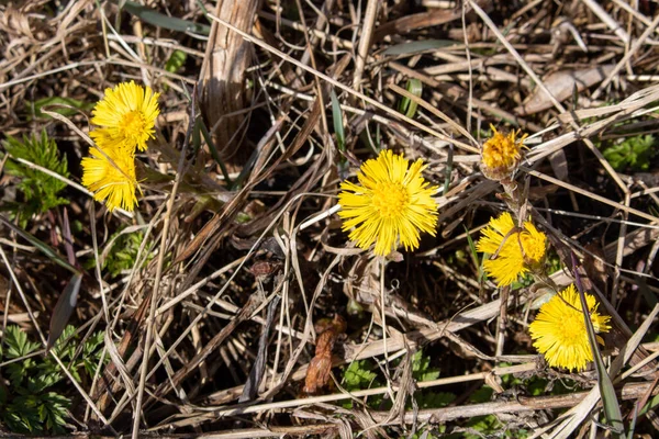 Mother Stepmother Blooms Early Spring Background Last Year Grass — Stock Photo, Image