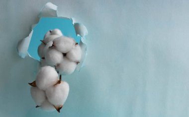 Yumuşak, yumuşak bir pamuk dalı mavi kağıttaki delikten dışarı bakıyor. Kişisel hijyen, geometri, doku. Açık mavi kağıtta delik. Soyut arkaplan. Kopyalanmış kağıt, kopyalanacak yer