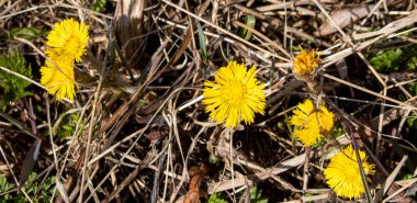 Anne ve üvey anne baharın başlarında geçen yılki çimenlerin arka planında çiçek açıyor..