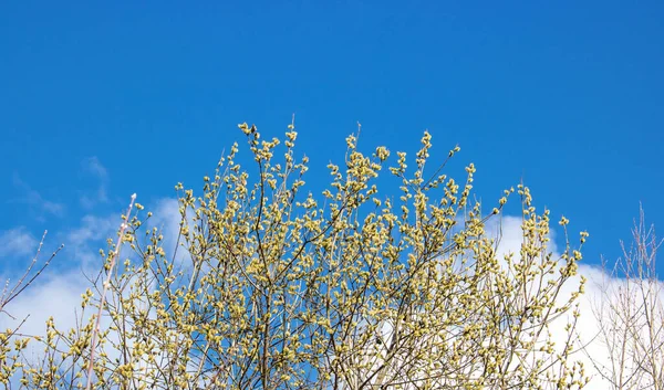 Incrível Floração Buceta Salgueiro Ramos Fechar Salgueiro Florescente Céu Azul — Fotografia de Stock