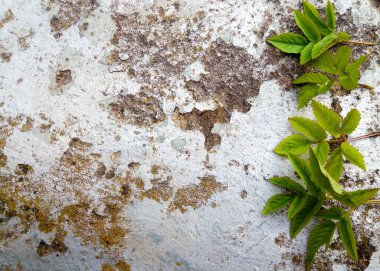 Eski alçı yüzeyinde yeşil yapraklar var. Soyut arkaplan