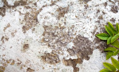 Eski alçı yüzeyinde yeşil yapraklar var. Soyut arkaplan.