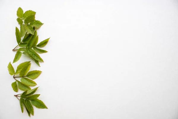 白い背景に孤立した緑の葉のセット — ストック写真