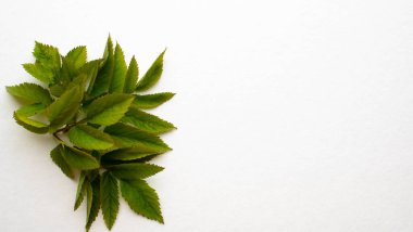 Beyaz arkaplanda izole edilmiş yeşil yapraklar.