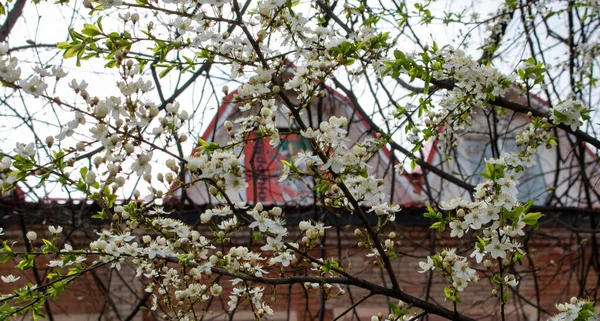 Primavera Flores Cereja Perto Casa — Fotografia de Stock