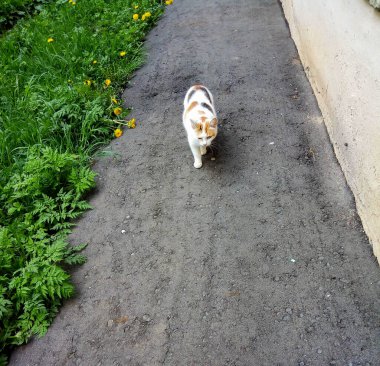 Yaralı gözlü beyaz benekli bir kedi yolda yürüyor.