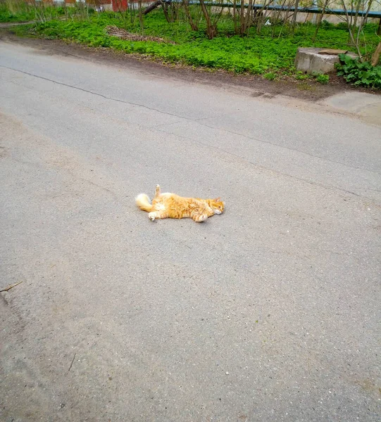 Red Cute Cat Lies Yawns Road Taking Sun Bath — Stock Photo, Image