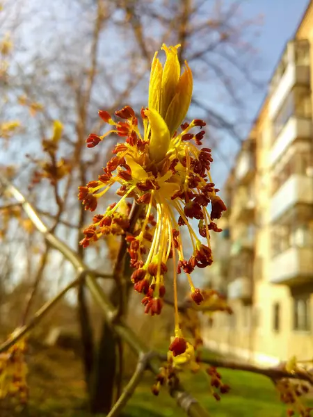 Cinza Americana Flor Bordo Acer Negundo Uma Espécie Ácer Nativo — Fotografia de Stock