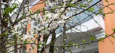 Baharda, evin yanında kiraz çiçekleri açar.