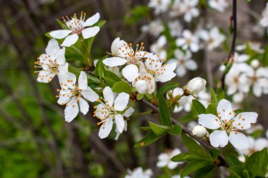 Bir dalla çiçek açmış kiraz çiçeği. Kiraz çiçekleri, bahar zamanı..
