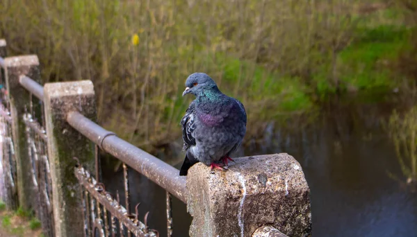 Eine Taube Steht Auf Einem Steinsockel Auf Einer Eisernen Brücke — Stockfoto