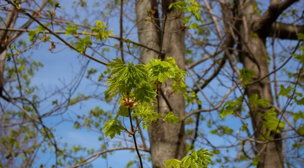 青い空に対して春にカエデの葉 — ストック写真