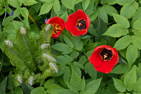 Три Тюльпани Яскраво Червоними Пелюстками Чорним Серцем Квіти Розташовані Фоні — стокове фото