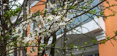 Baharda, evin yanında kiraz çiçekleri açar.