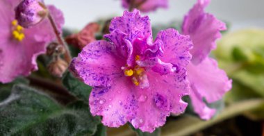 Mor benekli, su damlacıkları olan güzel pembe çiçekli Violet Senpolia Rosi..