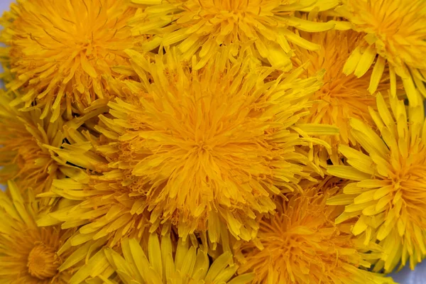Background Yellow Dandelion Inflorescences Yellow Dandelion Flowers — Stock Photo, Image