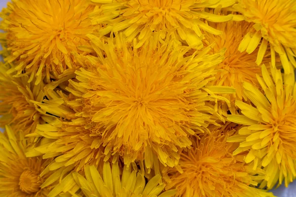 민들레의 Infloresces Yellow Dandelion — 스톡 사진