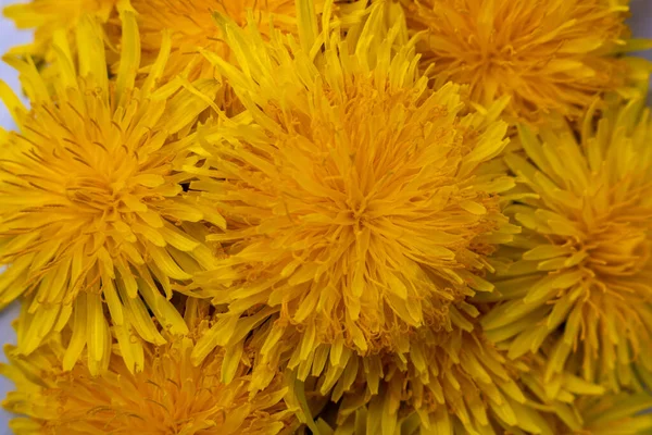 Yellow Spring Flowers Dandelions Background Yellow Blossoms Dandelion — Stock Photo, Image