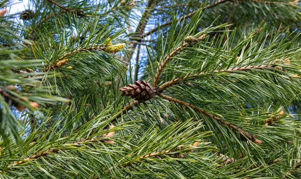 春に針葉樹 若い緑の松のコーン 小さな詳細を閉じます 緑の針と種子 — ストック写真