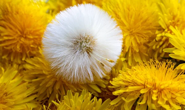 Φόντο Από Κίτρινες Ταξιανθίες Πικραλίδων Κίτρινα Άνθη Πικραλίδας — Φωτογραφία Αρχείου
