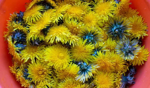 Flores Diente León Recipiente Color Naranja Que Recoge Para Mermelada —  Fotos de Stock