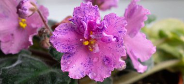 Mor benekli, su damlacıkları olan güzel pembe çiçekli Violet Senpolia Rosi..