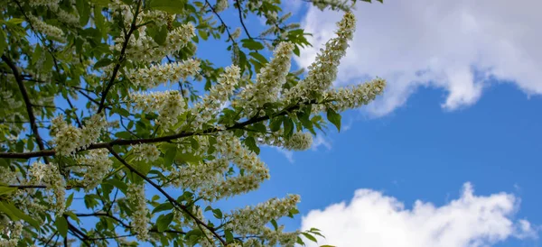 Güneşli bir bahar gününde güzel çiçekli kiraz dalları. Kuş kirazı parlak mavi arka planda çiçek açar..
