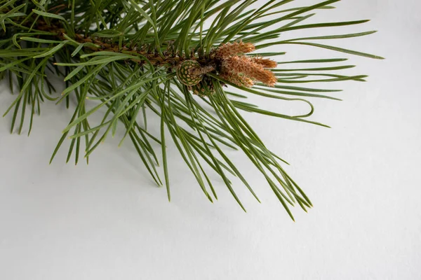 Pine Branch Isolated White Background Concept New Year Christmas Royalty Free Stock Photos