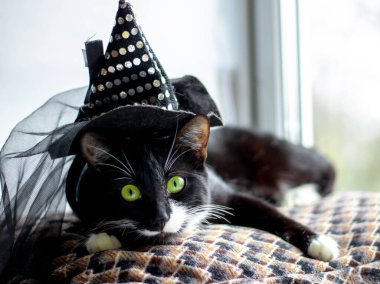 Cadı şapkalı siyah bir kedi pencerenin yanındaki yastıkta yatıyor. Cadılar Bayramı konsepti..