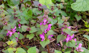 Çiçekler şeffaf mor, bahar günü lekelenmiş. Ölü-ısırgan otu moru..