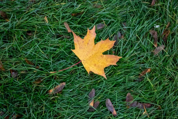 Herbstgelbes Gefallenes Ahornblatt Liegt Auf Dem Rasen — Stockfoto
