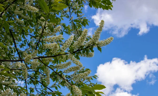 Belles Branches Cerisier Oiseau Fleurs Par Une Journée Ensoleillée Printemps — Photo