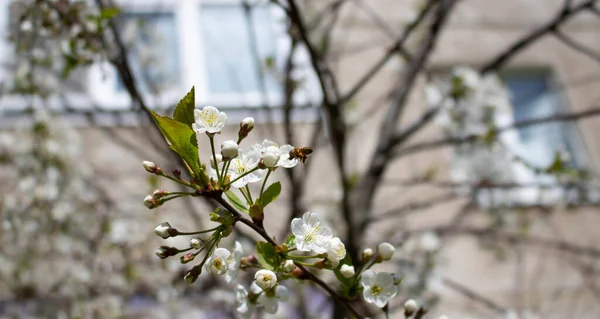 Una Abeja Flor Cerezo Primavera Abeja Poliniza Las Flores Pequeños — Foto de Stock