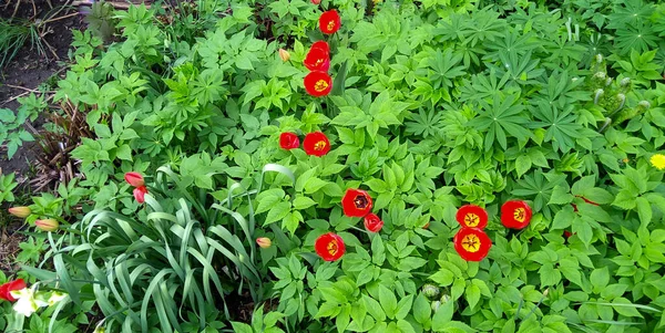 郁金香 花瓣鲜红 花朵排列在绿叶的衬托下 从顶部看问题 — 图库照片