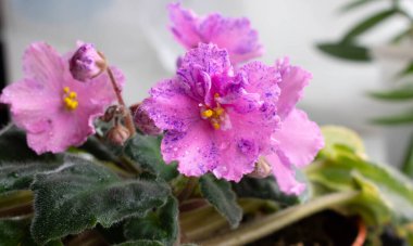 Mor benekli, su damlacıkları olan güzel pembe çiçekli Violet Senpolia Rosi.