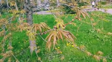 Genç bir bahar akçaağaç yaprağında bir arı sallanır. Parlak bir bahar günü..