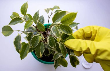 Ficus saksıda, bir el de sarı eldivende çiçeğin yapraklarını siler. Çiçek.