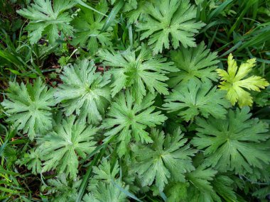 Doğal bir arkaplan ve duvar kağıdı için taze bahar yeşil yaprakları