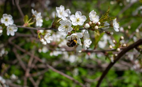 Bee Cherry Blossom Spring Bee Pollinates Flowers Small Details Close — Stock Photo, Image