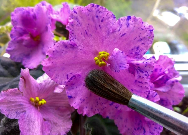 Violet senpolia Rosi with beautiful pink flowers with purple spots and an artist's brush — Stock Image Violet Senpolia Rosi Beautiful Pink Flowers Purple Spots Artist Brush Stock Photo