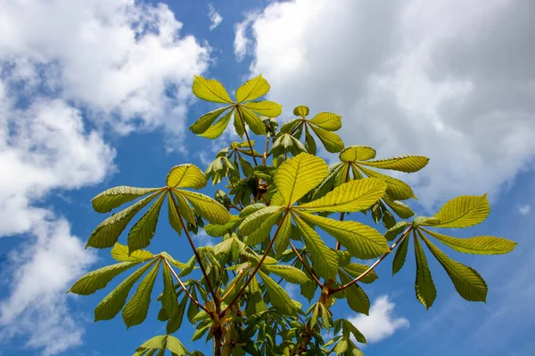 První Jaro Mladé Zelené Listy Kaštanové Větvi Zblízka Proti Modré — Stock fotografie