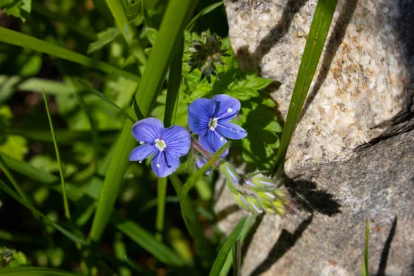 Veronica Chamadris Yakın Baharda Mavi Çiçekler Çiçek Arkaplan Veronica Alpine — Stok fotoğraf