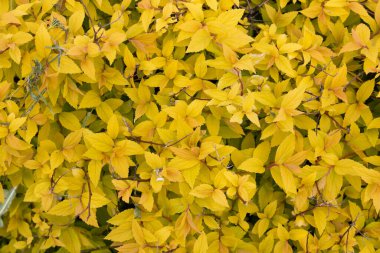 Parlak sarı çalı Spiraea japonica Altın Prenses. Bahar yeşilliği. Sarı yaprakların arka planı..