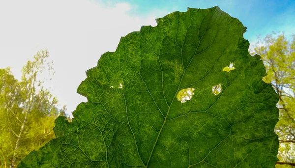 穴のある緑の葉のゴボウ 薬用植物 春の庭 — ストック写真