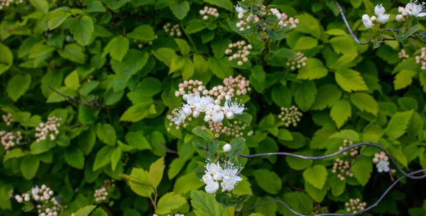 Flowering Tree Spiraea Spring Green Color Foliage — Stock Photo, Image