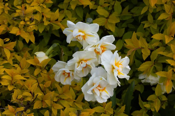 Daffodils Ростуть Яскраво Жовтому Spiraea Japonica Golden Princess Bush Spring — стокове фото
